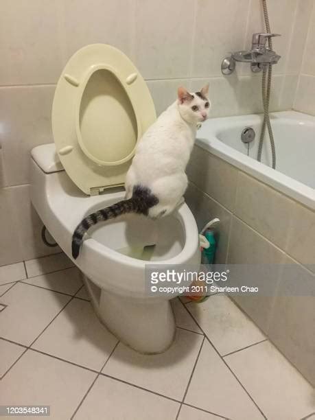 Piss Toilet Stockfotos En Beelden Getty Images