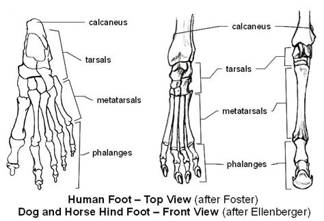 Emg Zine Basic Animal Anatomy Anatomy Animal Anatomy Dog Paws