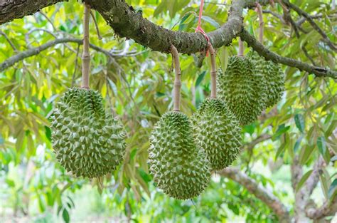Cara Menanam Durian Musang King Agar Cepat Berbuah