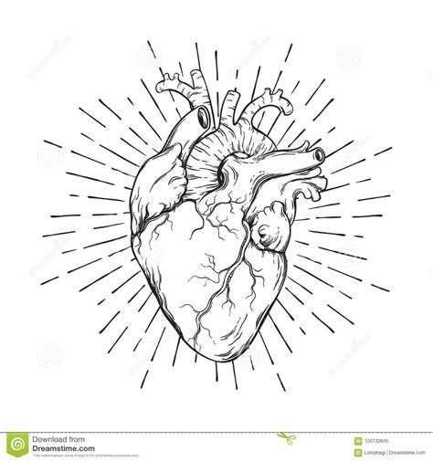 Hand Drawn Human Heart With Sunburst Anatomically Correct Art Flash