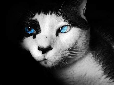 But these cats have been known to be quite friendly, affectionate, and active. Ojos Azules Cat Breed - ThirstyCat Fountains