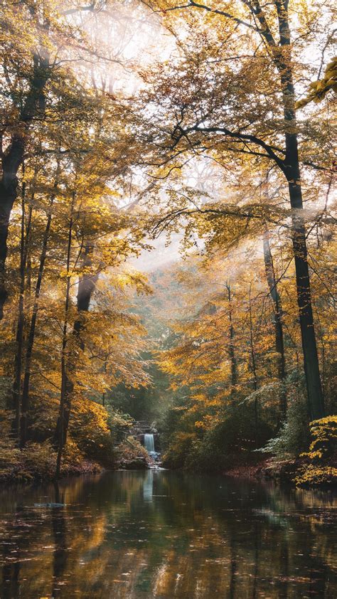 Download Wallpaper 1350x2400 River Forest Trees Landscape Autumn