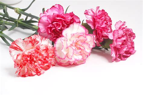 Carnation Flowers The Birth Flower For January