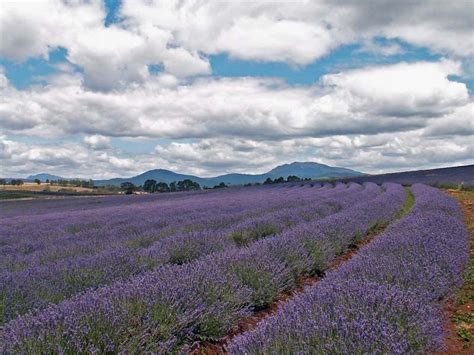 Lilac Field A Photo From Devon England Trekearth Around The