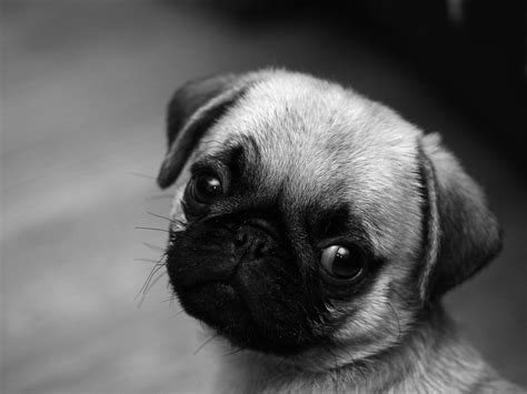 You can find all the things we find so adorable and cute in this stock! Cute Pug Wallpapers - Wallpaper Cave