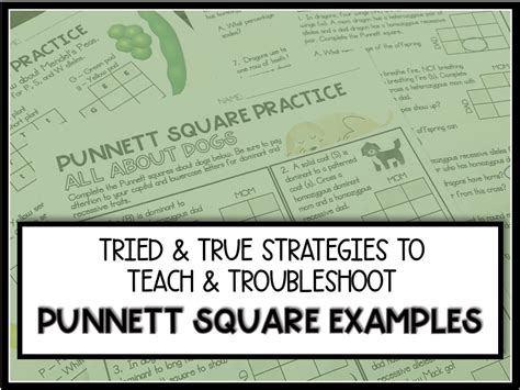 Your Tried And True Strategy To Teach And Troubleshoot Punnett Square Examples Super Sass