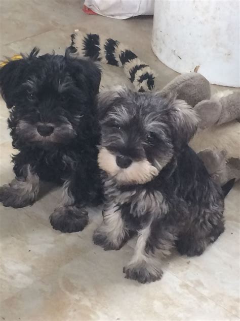 Every miniature schnauzer puppy for sale here at teacups, puppies and boutique of south florida will go home with an official health certificate signed by a licensed veterinarian, a 1 year health guarantee protecting against hereditary and congenital defects, all current vaccinations. Miniature Schnauzer puppies for sale | Blairgowrie ...