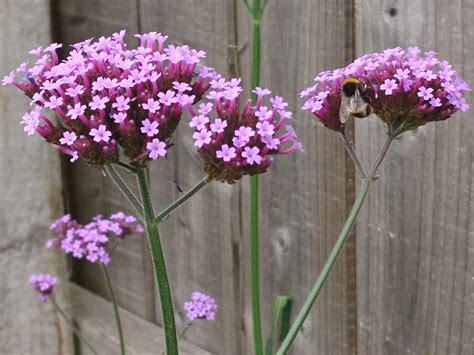 How To Grow Verbena Bonariensis