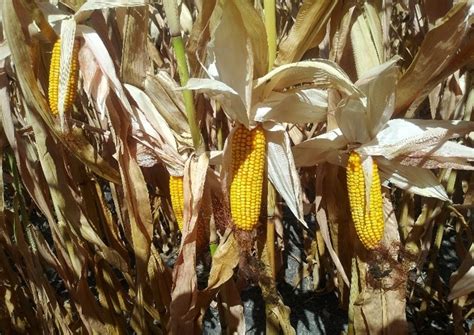 Advance Corn Hybrid Selection With New Trial Results