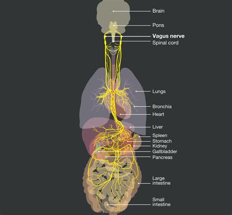 The Vagus Nerve Plays Several Critical Roles—learn How To Tend To It
