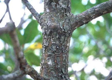 Maybe you would like to learn more about one of these? Bagian Utama Tumbuhan dan Fungsinya - Tinta Pendidikan ...