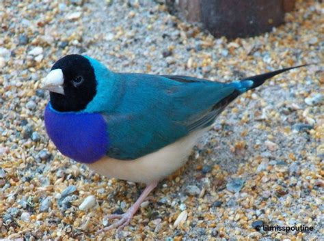 Black Headed Gouldian Finch Pet Birds Pretty Birds Finches Bird