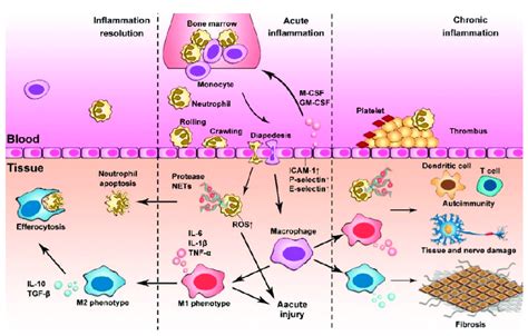 Neutrophils And Macrophages Regulate Inflammatory Responses In Acute