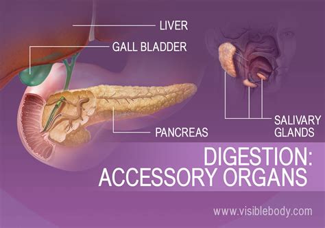 Human Stomach Liver Gallbladder Pancreas And Duodenum Model Anatomy Of