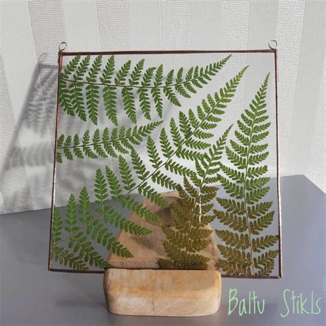 Check spelling or type a new query. Pressed Dry Fern in Glass Frame Dried Plant Hanging Modern ...