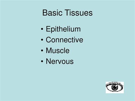 PPT - Human Tissues PowerPoint Presentation, free download - ID:5639739