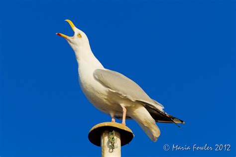 european herring gull european herring gull larus argenta… flickr