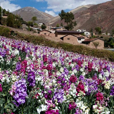 Flores En La Ciudad De Tarma Junin Peru
