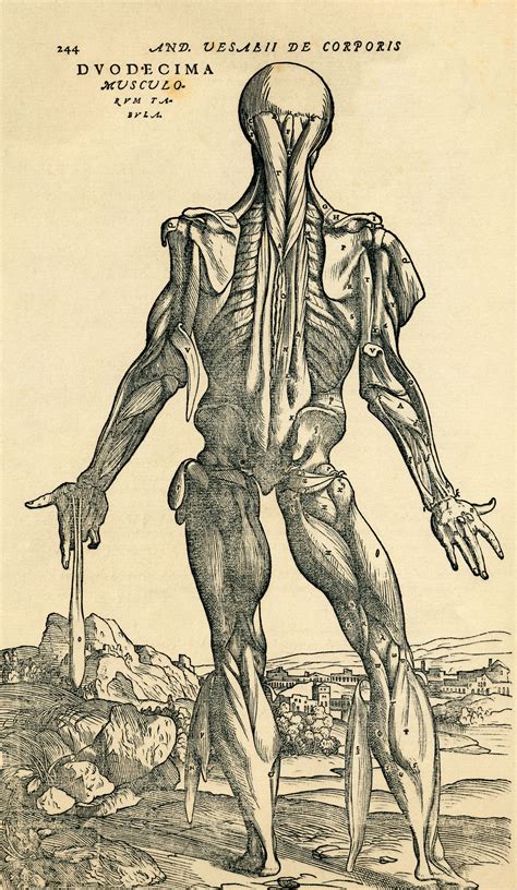 De Humani Corporis Fabrica 1543 Andreas Vesalius Scientific