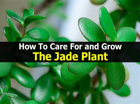 How To Care For And Grow The Jade Plant