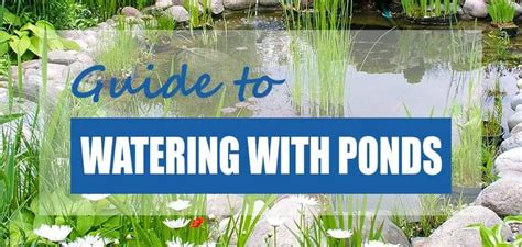 Is Pond Water Good For Plants Pros And Cons Pond Informer
