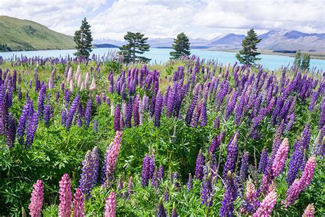 Searching For Lupins Near Lake Tekapo See The South Island Nz Travel Blog