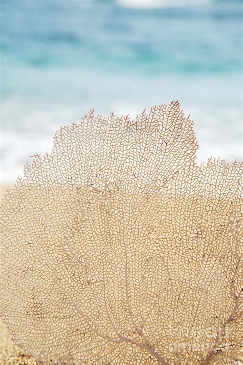 Beautiful Coral Element 2 Photograph By Brandon Tabiolo Printscapes