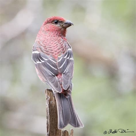 10 Beautiful Pink Colored Birds Birds Pink Bird Animals Beautiful