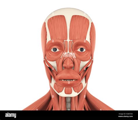 Human Muscle Anatomy Face