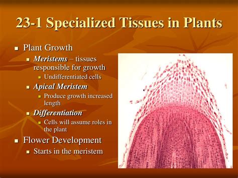 We did not find results for: PPT - Plant Structures Roots, Stems, and Leaves PowerPoint ...