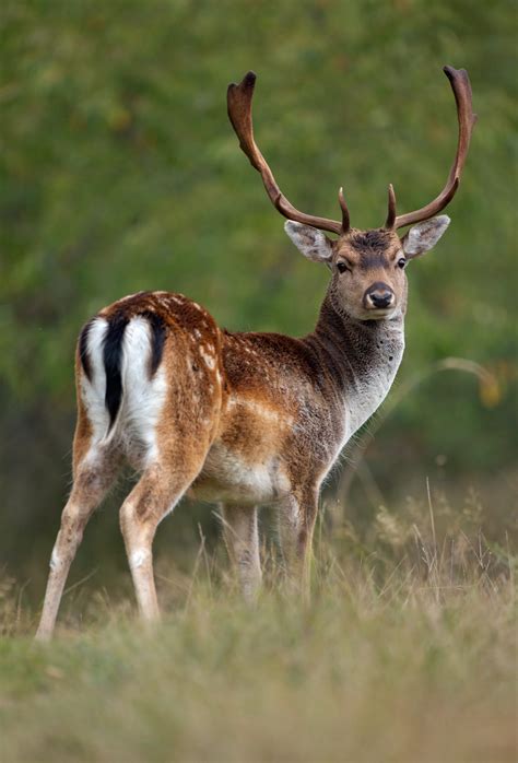 Fallow Deer The British Deer Society