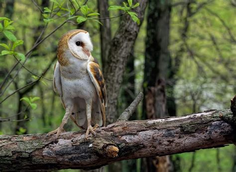 Astonishing Where Do Barn Owls Live Concept Loexta