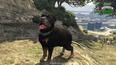 R1 spacebar make chop hunt for collectibles: Arquivos cachorros - GTA 5