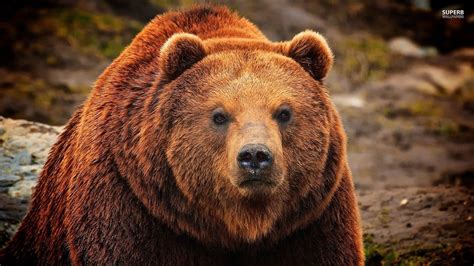 Grizzly Bear Wallpaper Grizzly Bear Wallpaper Bear Stuffed Animal