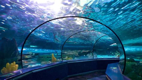 Ripleys Aquarium In Myrtle Beach South Carolina Expedia