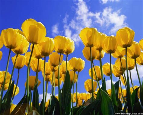 Desktop Wallpapers Flowers Backgrounds Yellow Tulips In Sky