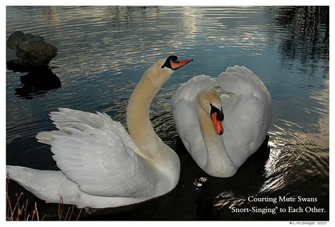 Swan Lovers