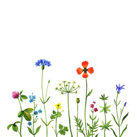 Wildflowers Clip Art 10 Free Cliparts Download Images On Clipground 2023