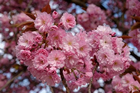 Dwarf Patio Prunus Kanzan Japanese Flowering Cherry Tree 3 4ft Supplied