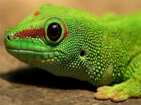 Pin By Cassy Chester On Insects Amphibians And Reptiles Iguana