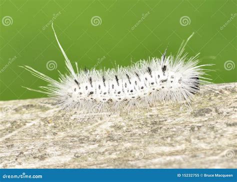 Hickory Tussock Caterpillar On A Tree Royalty Free Stock Image