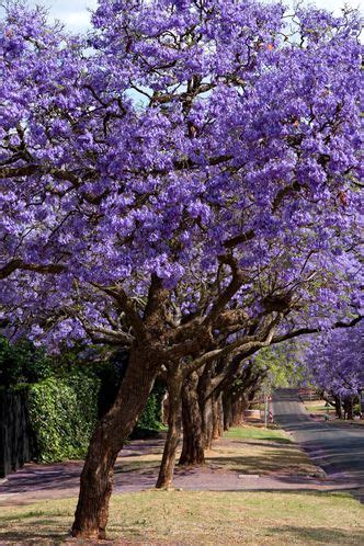 To identify the tree, start by studying the flower, since plant classification is based on the arrangement and shape of the petals, stamens or male reproductive organs, and the pistil or female reproductive organs. Florida Flowering Trees Identification | Purple Flower ...