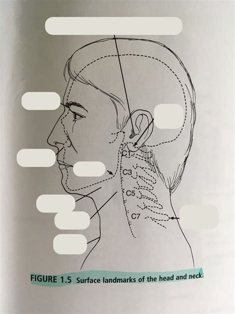 Surface Landmarks Of The Head And Neck Diagram Quizlet