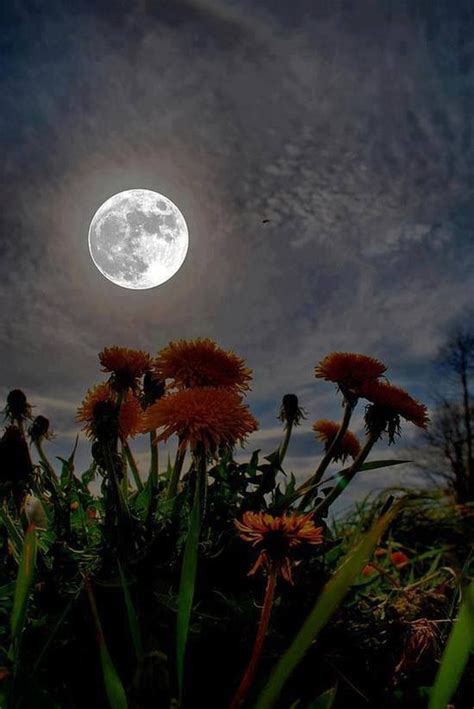 Beautiful Night Beautiful Moon Good Night Moon Beautiful Nature
