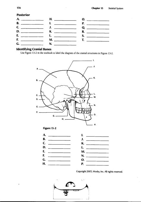 Anatomy And Physiology Worksheets