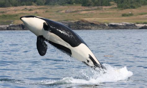 Recent Orca Birth Brings Hope To Endangered Population Wwfca