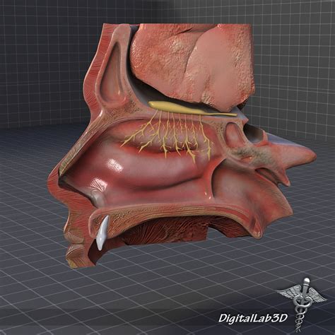 Nose Anatomy 3d Model Cgtrader
