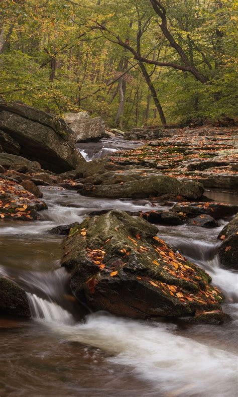 Green Yellow Fall Autumn Leaves Trees Algae Covered Rocks River Stream