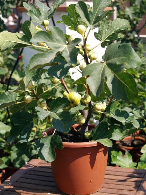 5 how to eat a fig. Top 10 Fruits You Can Grow in Containers - Page 2 of 10 ...