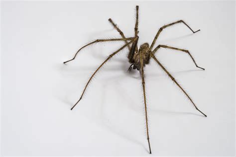 8 Common Types Of House Spiders And How To Get Rid Of Them Fast